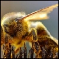 honeybeegraingrinder