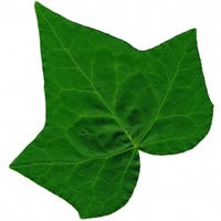 fernleaf