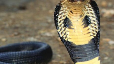 Search for the King Cobra (2015) - IMDb
