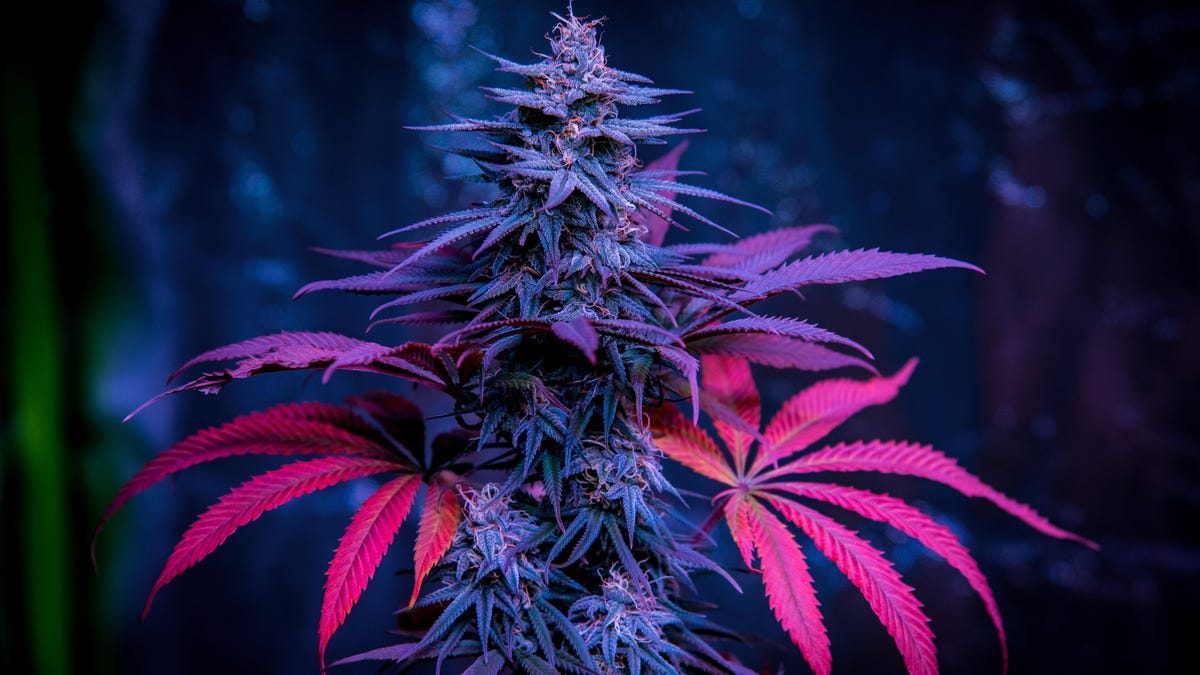 Your Weed Might Be a Lot Less Potent Than Advertised