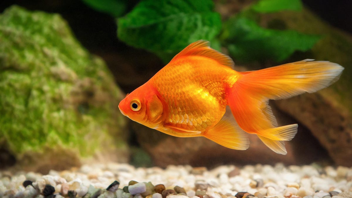 Why You Shouldn't Dump Your Family Goldfish Into a Pond