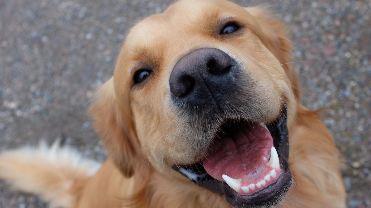 Las gotas de agua a base de granada para perros pueden ayudar a prevenir la gingivitis canina