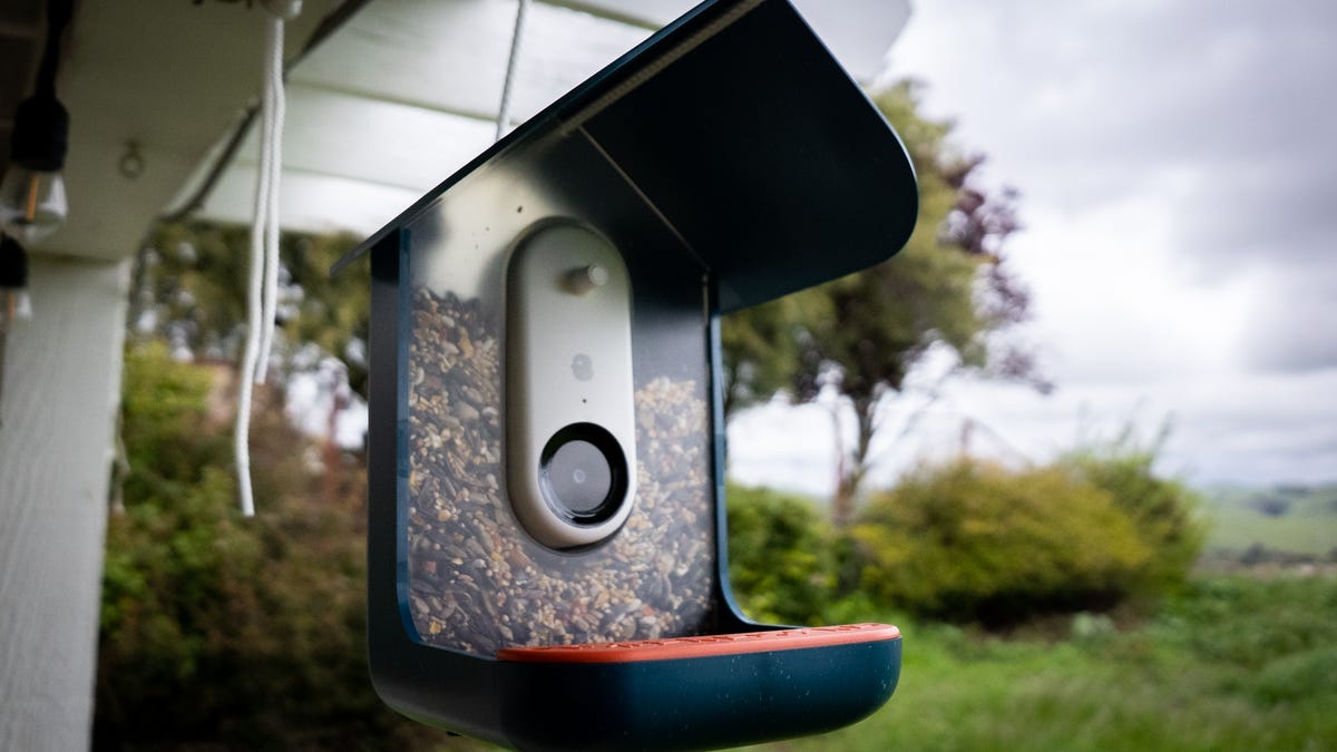 Bird Buddy Review: Birding Made Easy