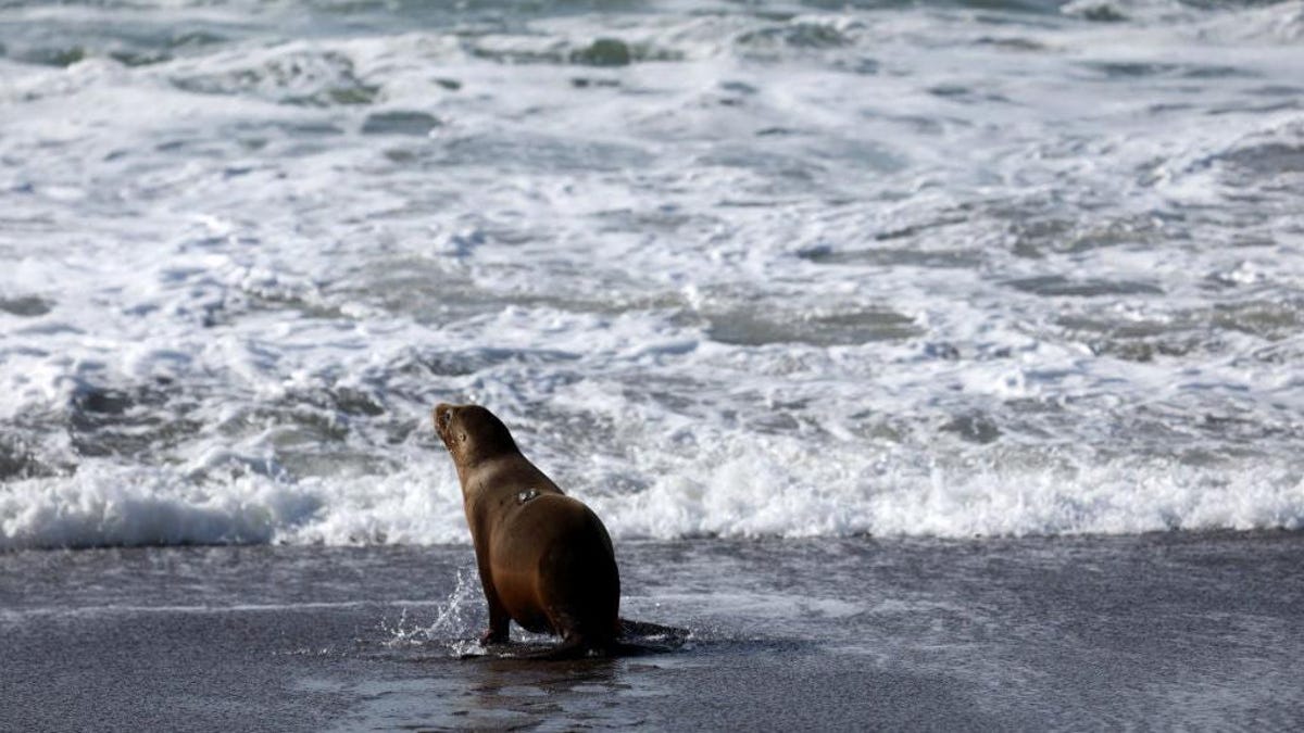 California Sea Lions Aggressive Due to Toxic Algae Blooms - Men's