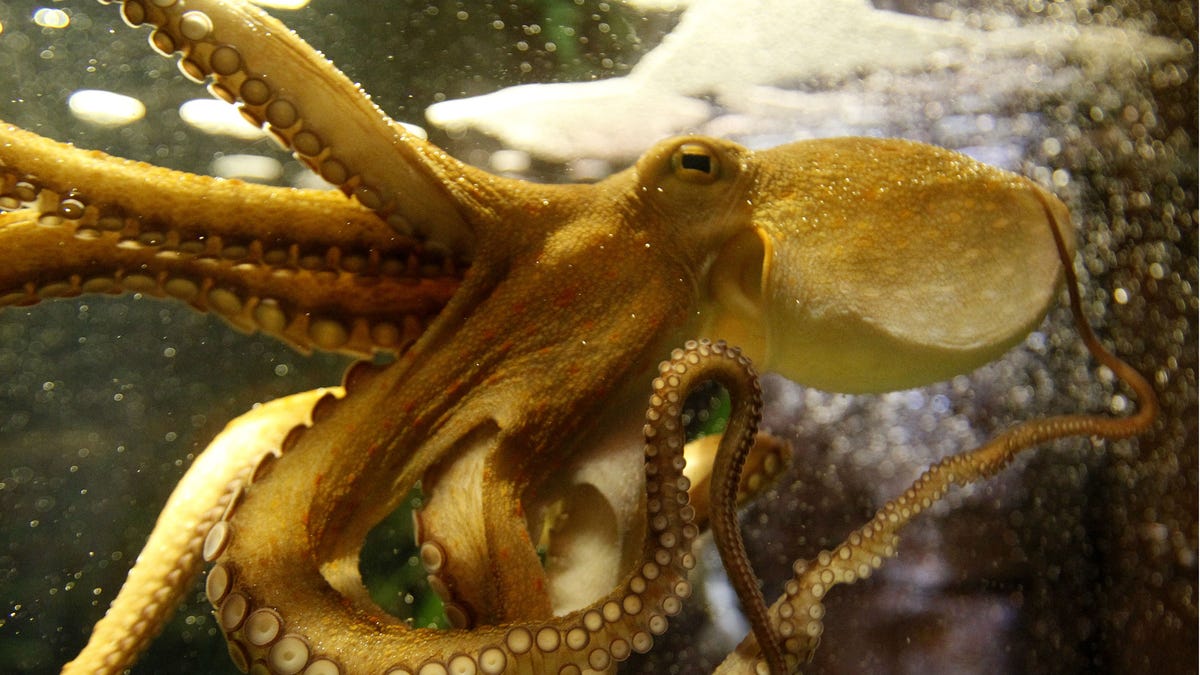 Octopus Sex Porn Animal - Why do some animals eat each other after sex?