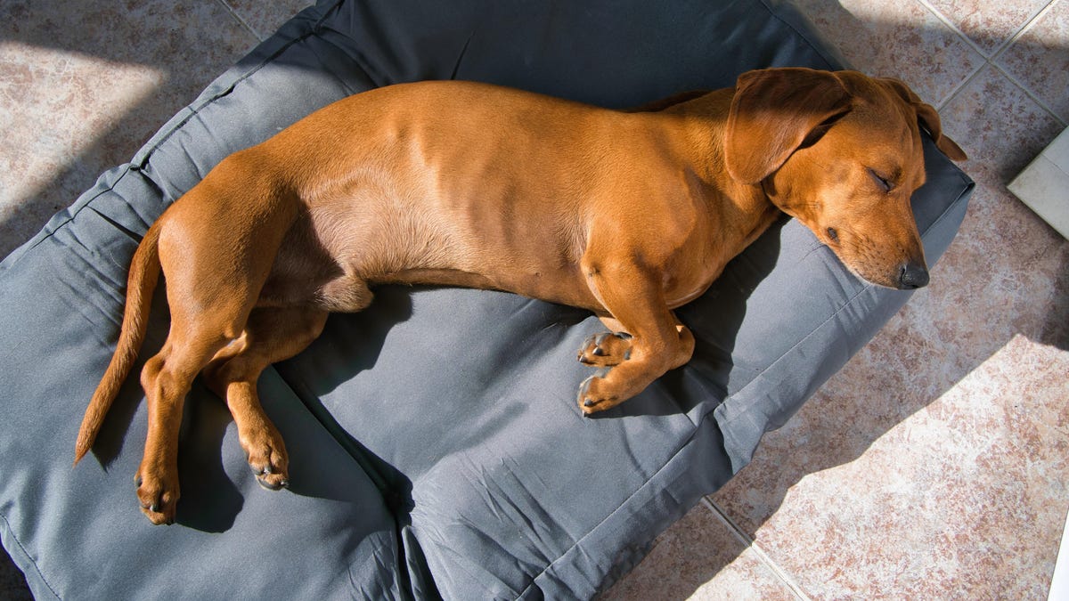 The Most Clever Ways to Reuse an Old Pillow