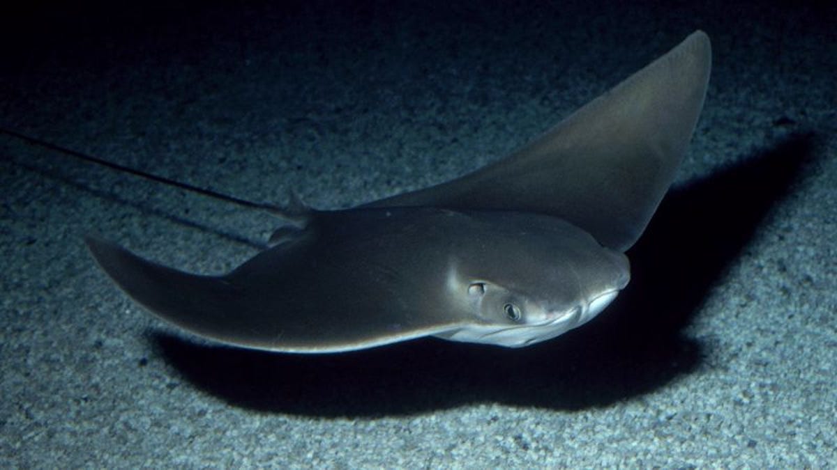 Area Stingray Dreaming Of Making It To Tropicana Field Touch Tank