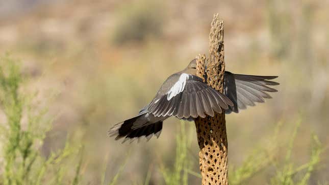 Image for The Top Comedy Wildlife Photos of 2023