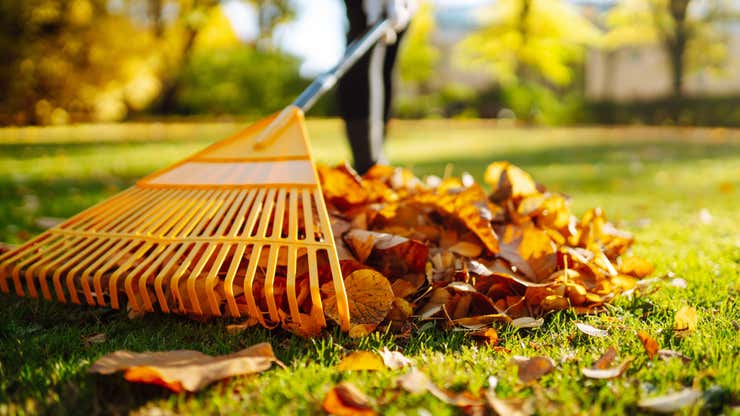 Image for These Are the Best Fall Cleaning Tools