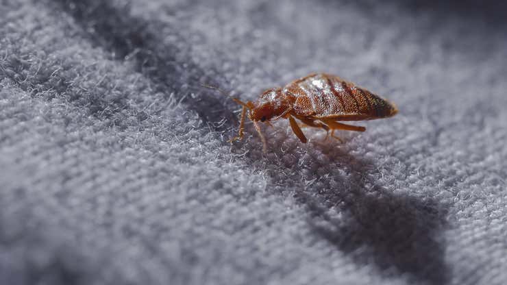 Image for 'No One Is Safe': Bed Bugs Invade Paris Ahead of Olympics