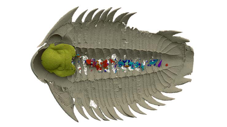 Image for Paleontologists Find Trilobite’s Last Meal in 465-Million-Year-Old Fossilized Stomach