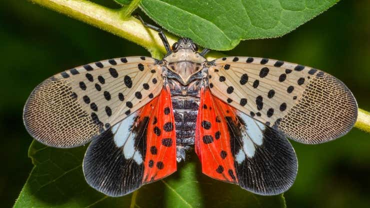Image for The Spotted Lanternfly Has Invaded Illinois, Squash 'em