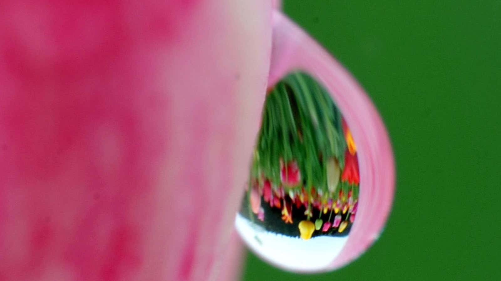 A drop of rain on a tulip reflecting nearby flowers.