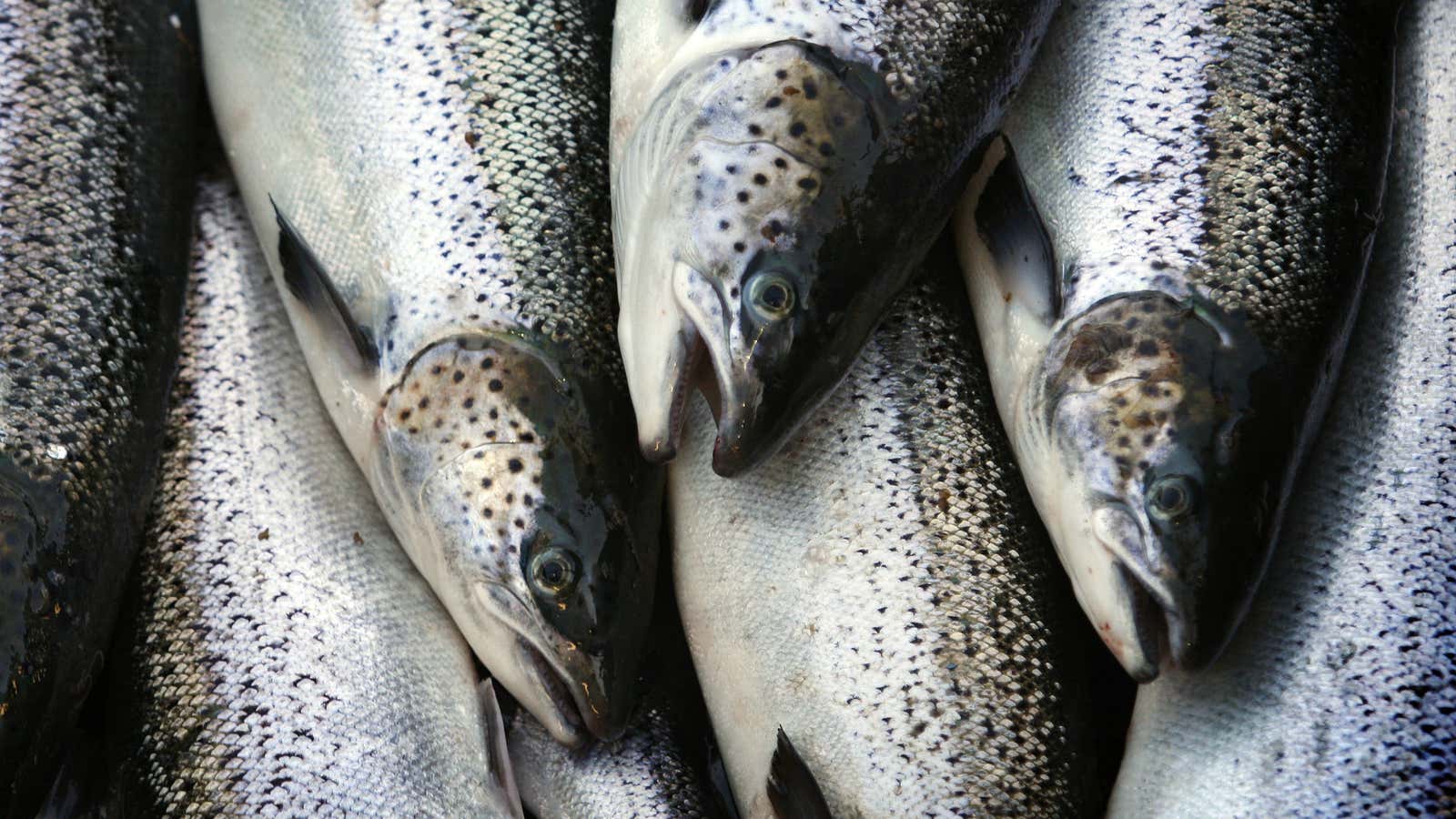 For GMO fish, Canada isn’t so friendly.
