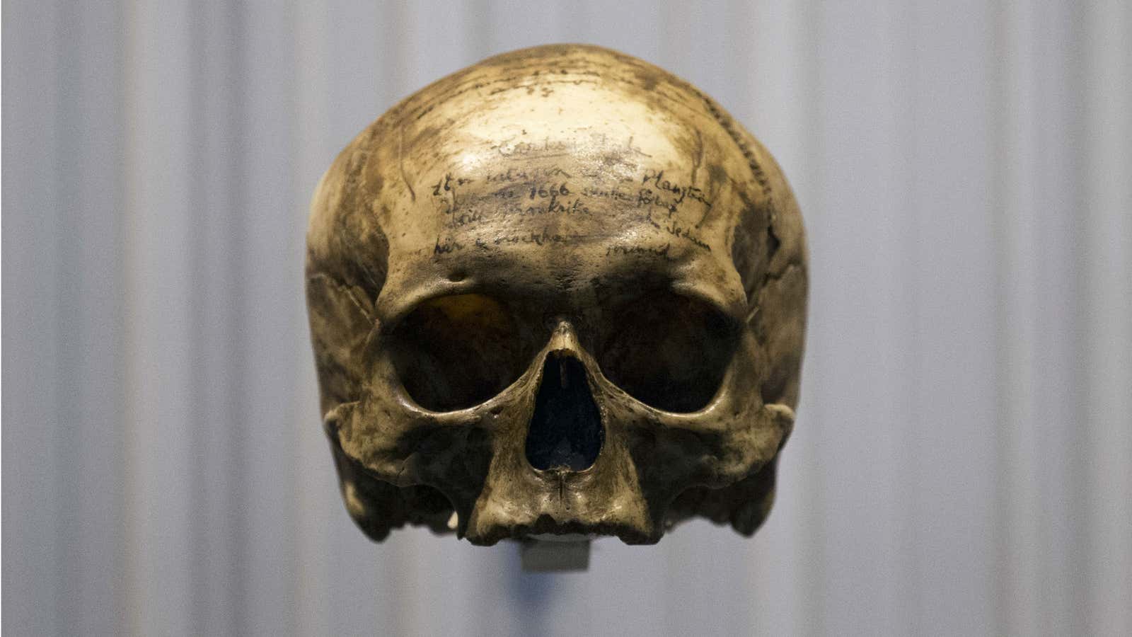 Human skulls were made for brains with different regions than Neanderthals.