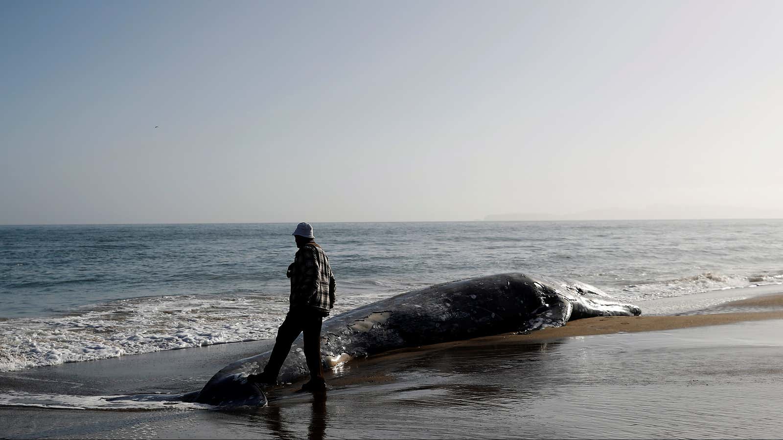 A stranded gray whale on a beach in California.