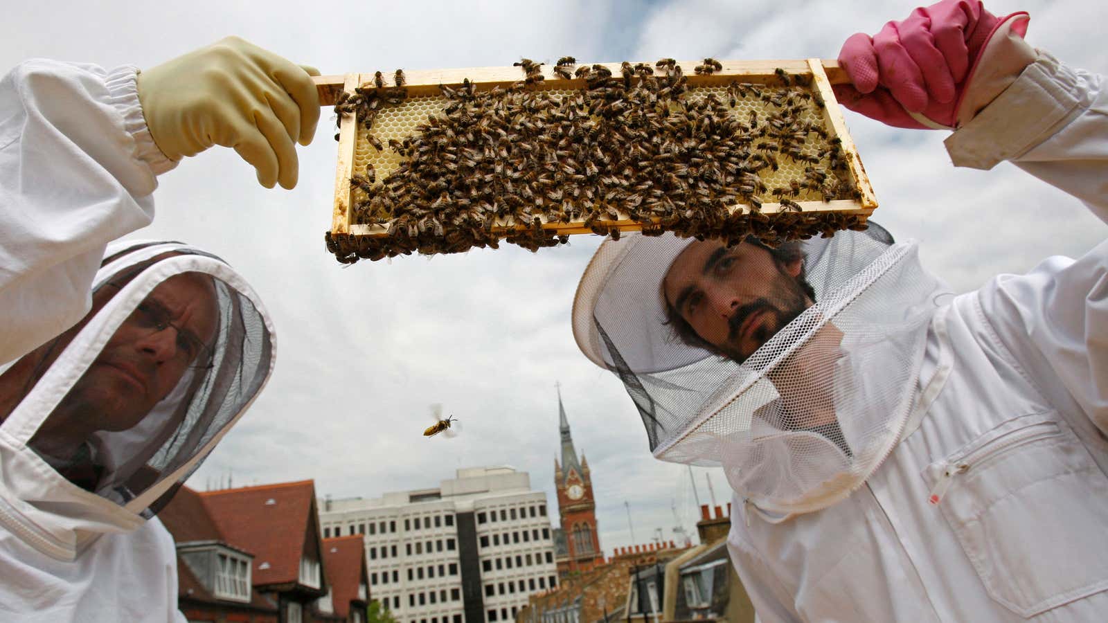 No sick days for bees.