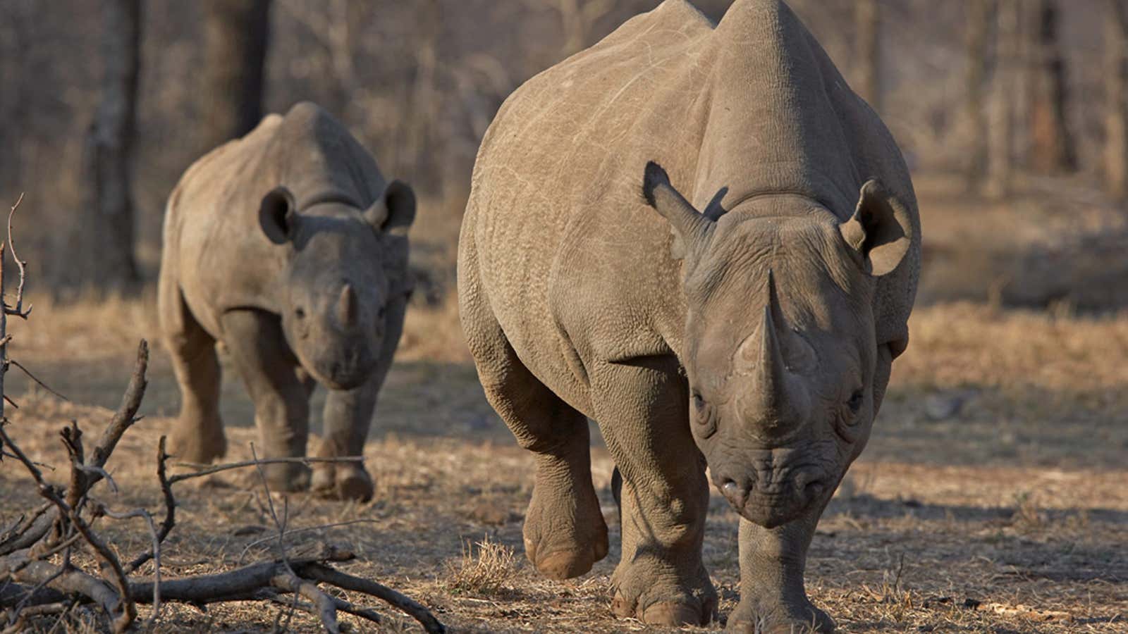 Rhinoceros and elephants populations have already been decimated in Tanzania s parks