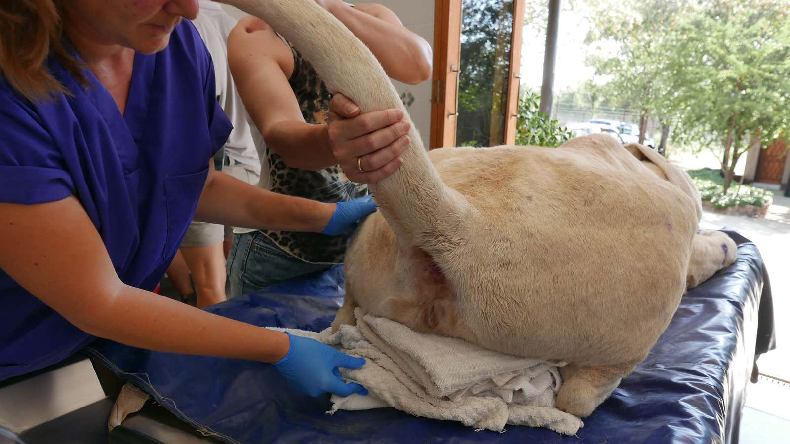 Scientists deliver the lions