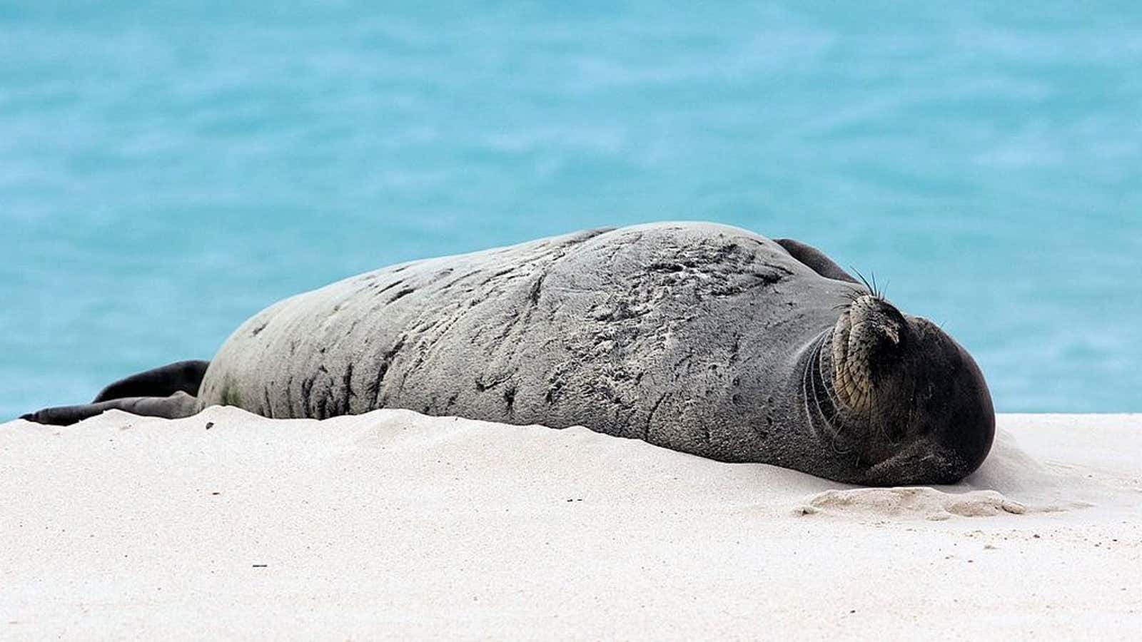 There are around 1,400 Hawaiian monk seals left in the wild.