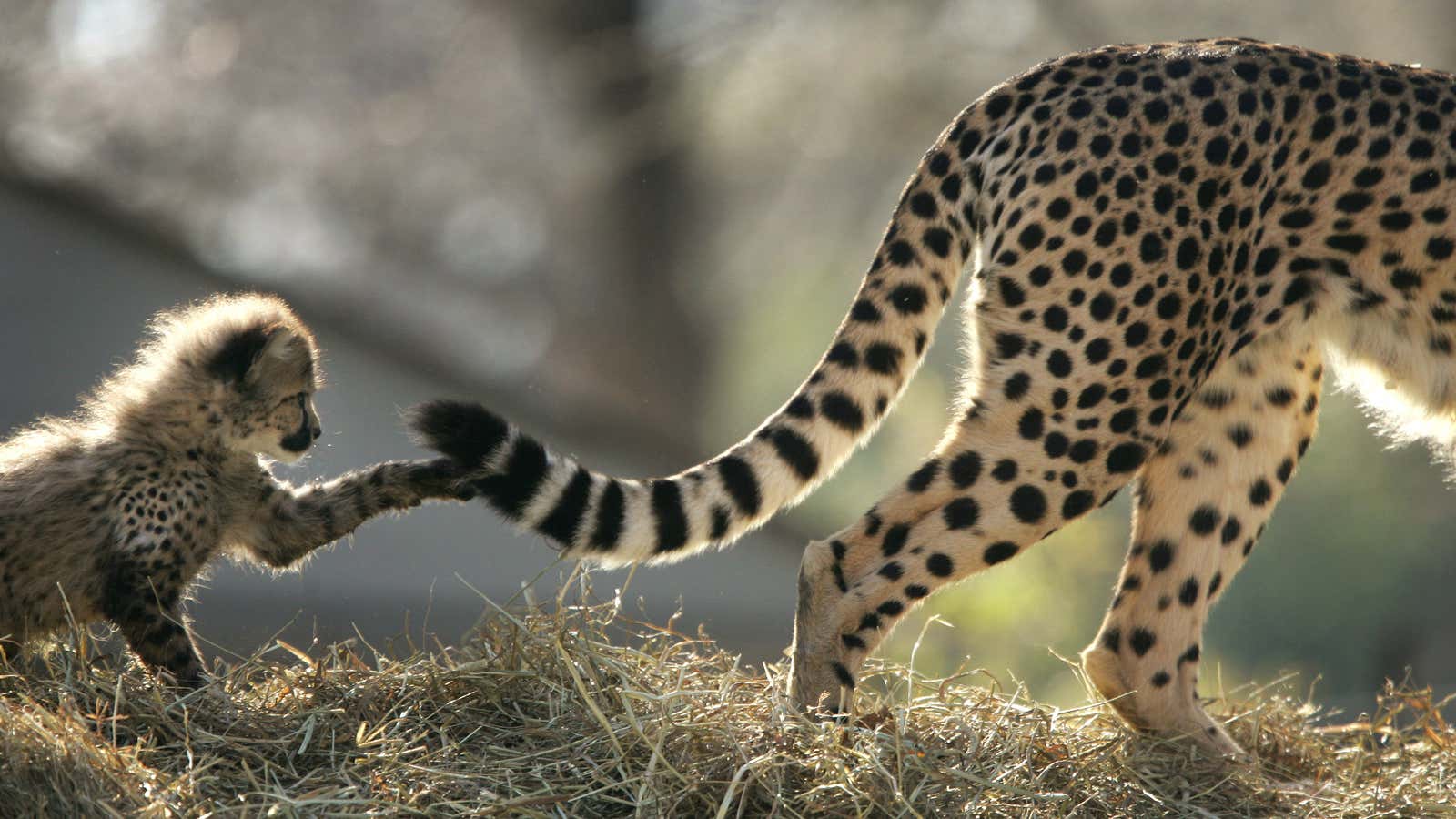 “The majority of female cheetahs in Serengeti never manage to raise a single cub.”