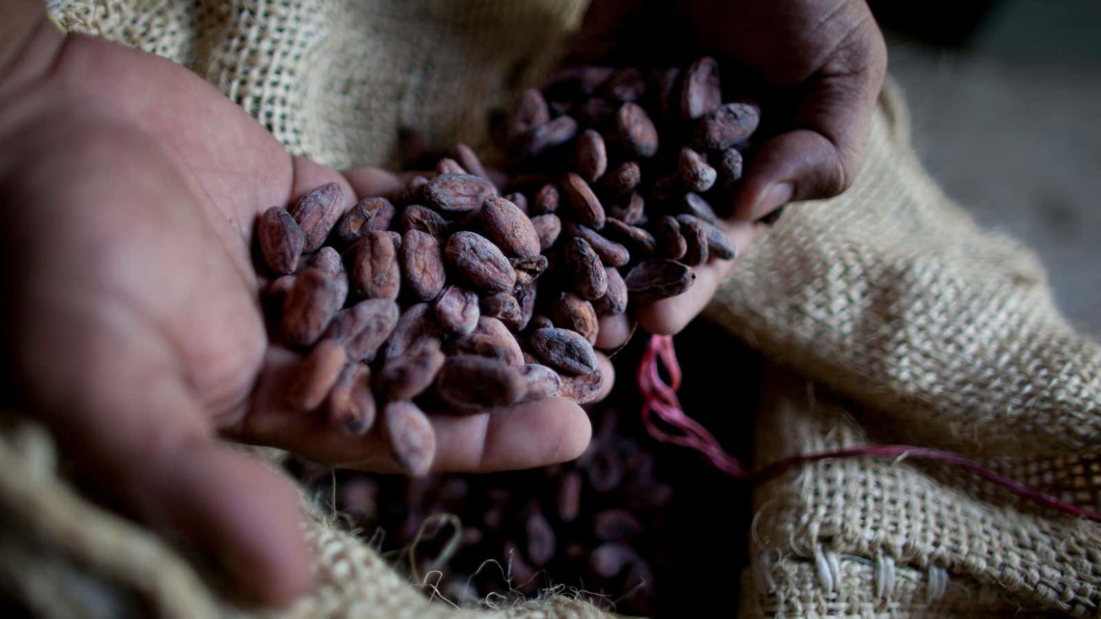Dried cacao seeds.