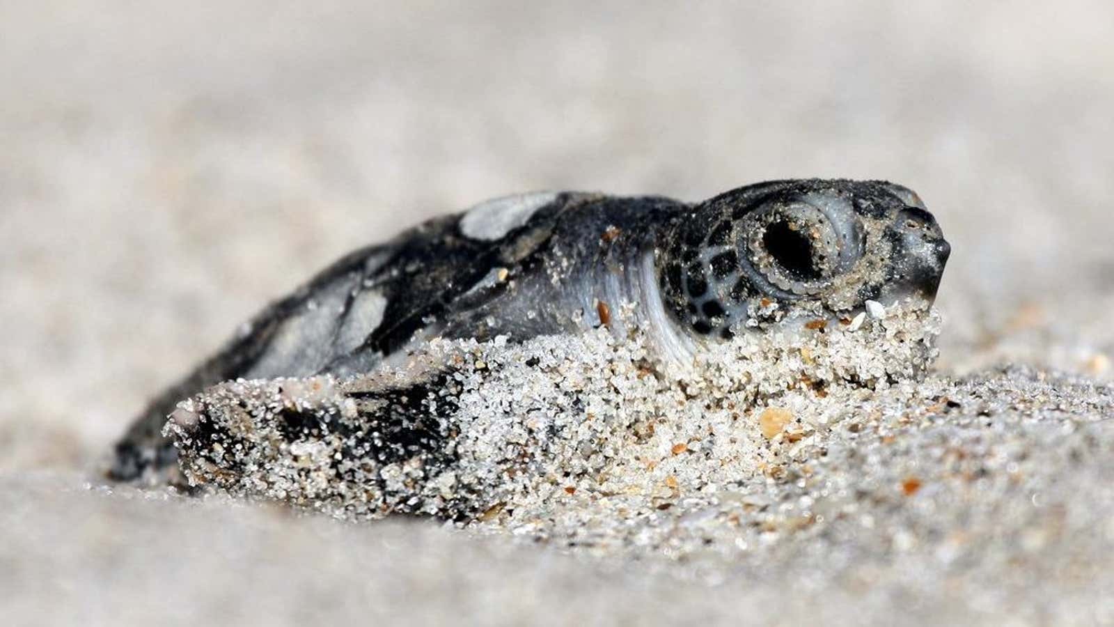 If this baby green sea turtle hasn’t eaten plastic yet, it probably will soon.