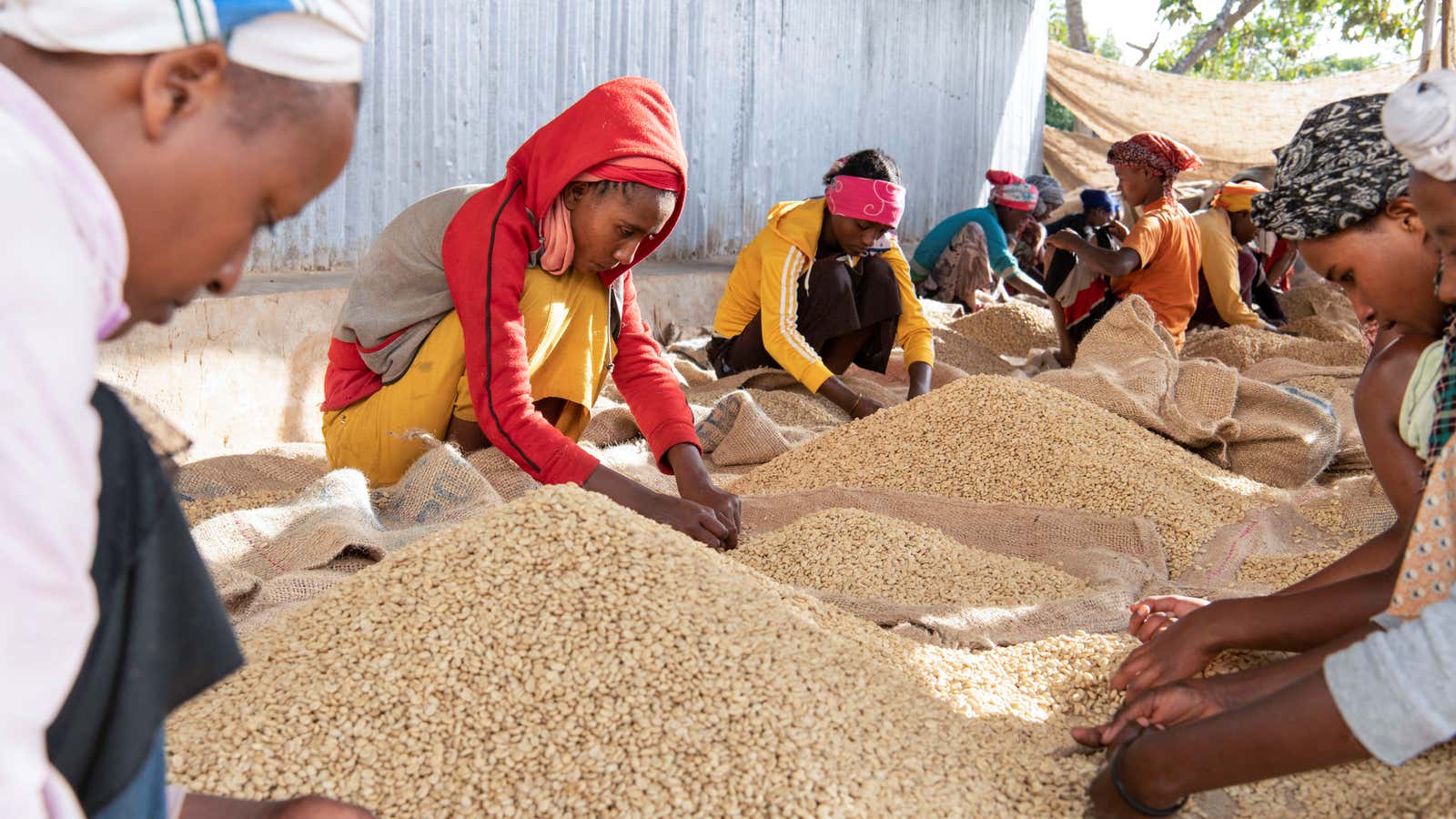 Women pick unwanted coffee beans from the final product just before packaging in Holiso cooperative of Shebedino district in Sidama, Ethiopia November 30, 2018. Picture…