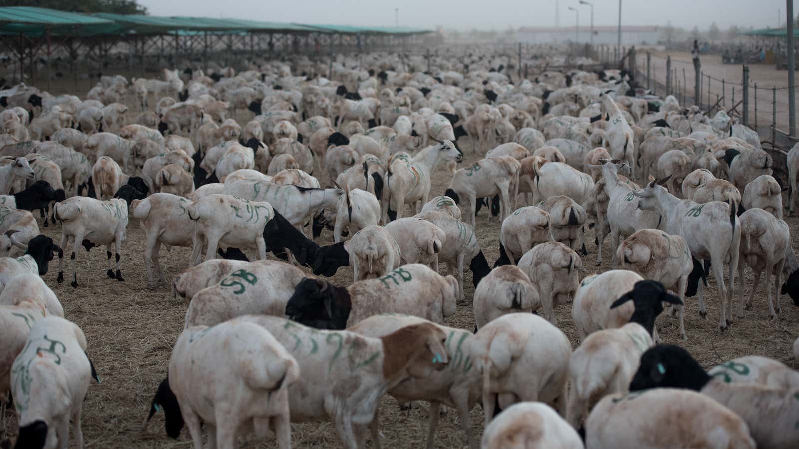 Some of nearly a million goats and sheep wait at the Berbera port in Somaliland, before being shipped to Saudi Arabia for the Hajj.