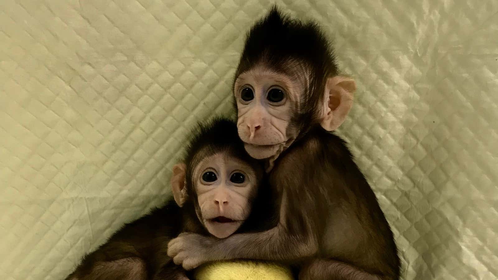 Zhong Zhong and Hua Hua have already changed the future and they just got here.