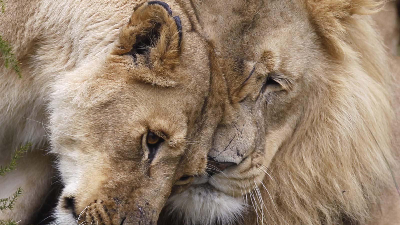 Two lions at the Lionsrock Big Cat Sanctuary in Bethlehem, South Africa. (Reuters/Peter Andrews)