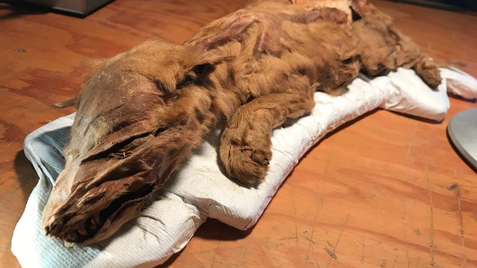 Over 350,000 dog years old.