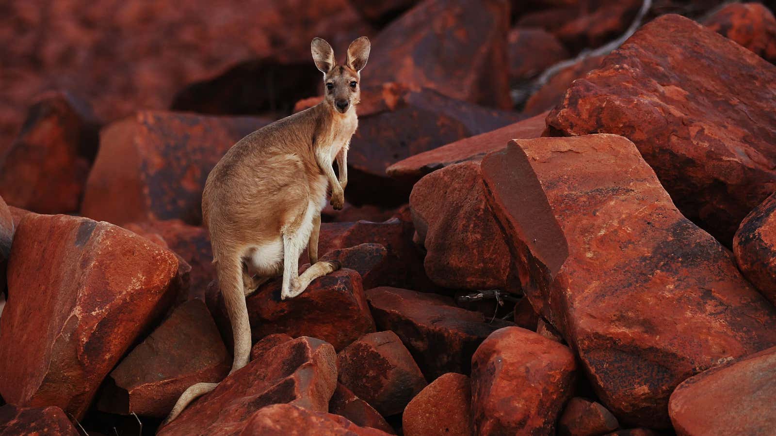 There’s is nothing more Australian than a kangaroo frolicking in a pile of iron ore.