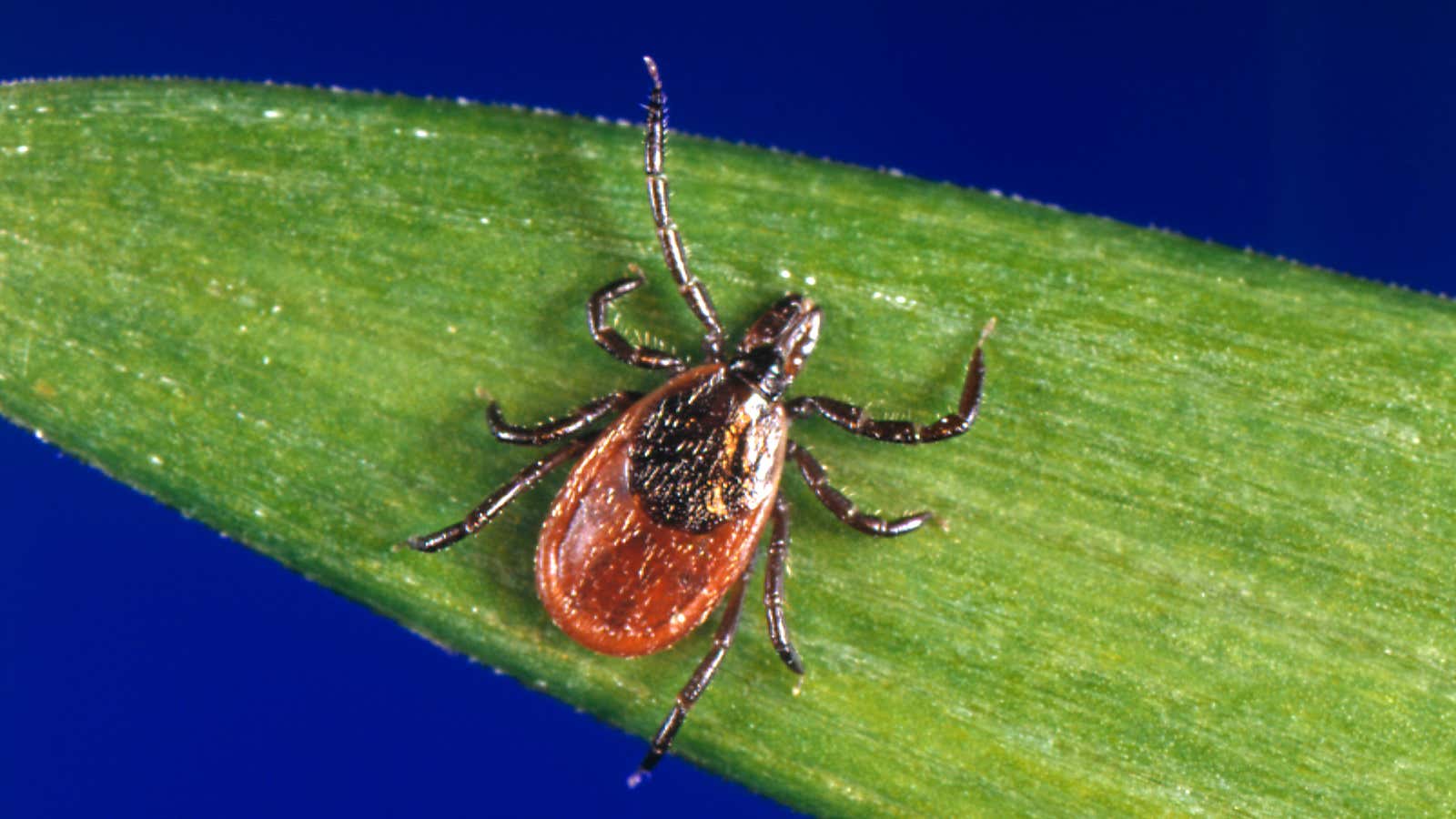 The smaller cousin to the long-horned tick, the deer tick.