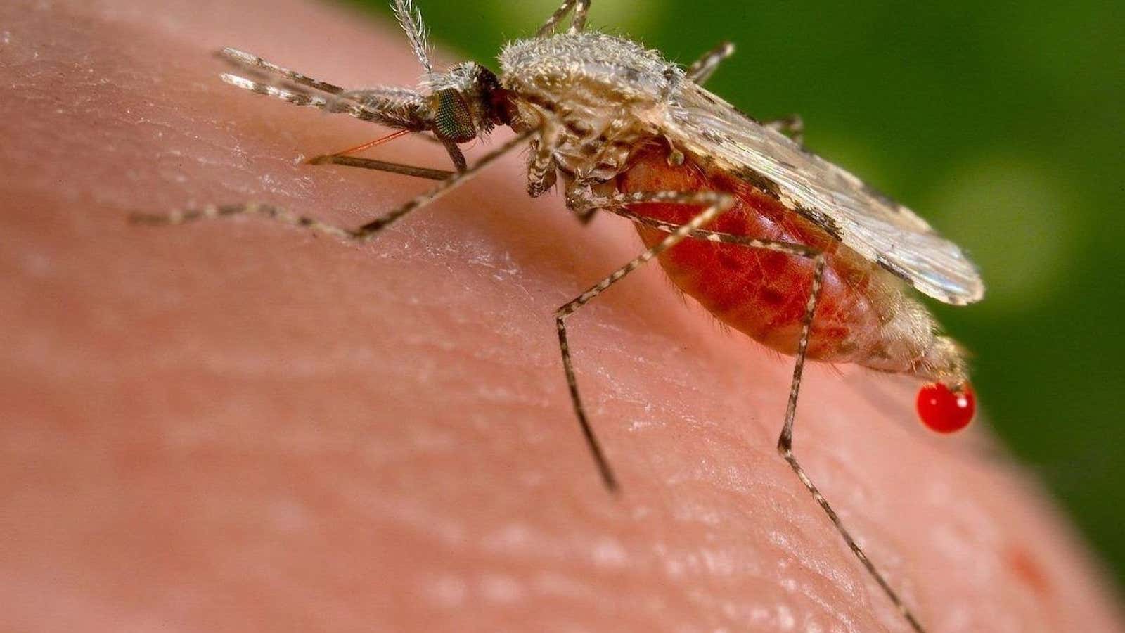 An Anopheles mosquito obtains a blood meal from a human host
