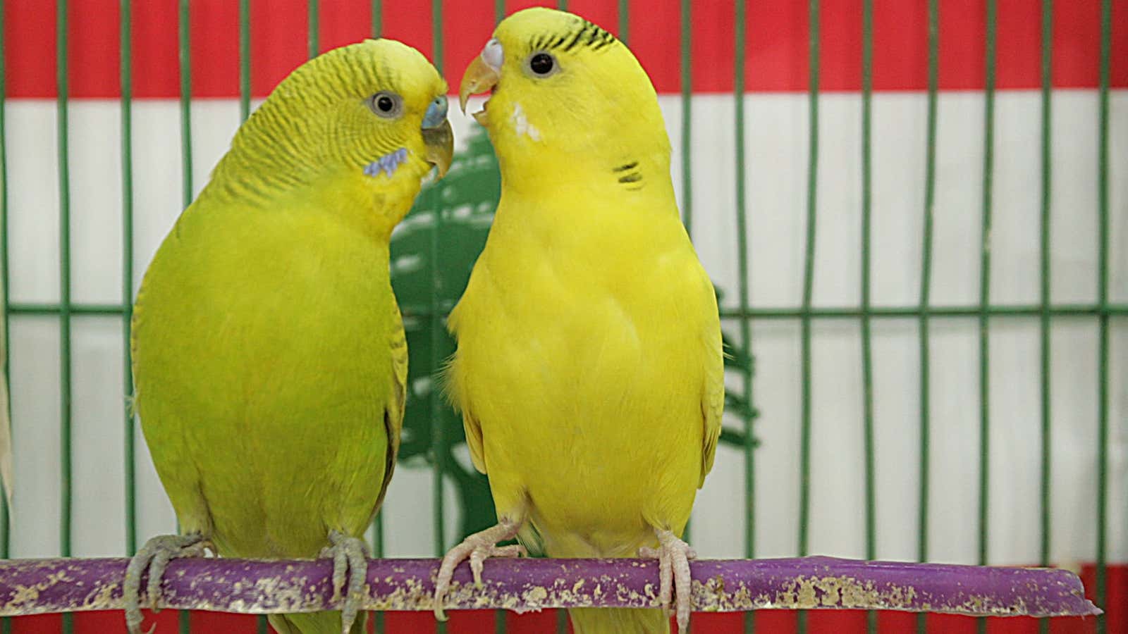 We could all learn a thing or two from female parakeets.