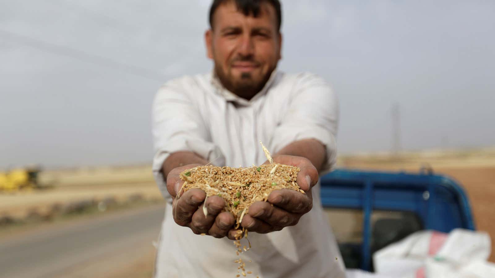 A farmer shows wheat grains in his hands in southern Idlib countryside, Syria.