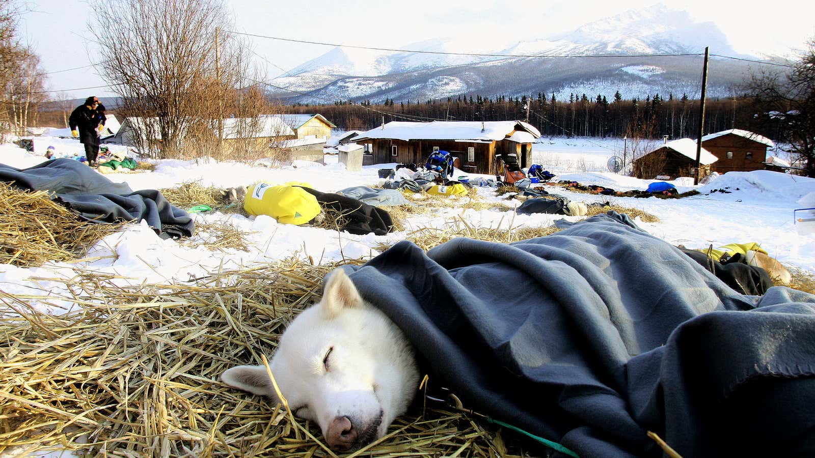 Well-loved: A Norwegian sled dog naps under a blanket during a break in the Iditarod sled race.