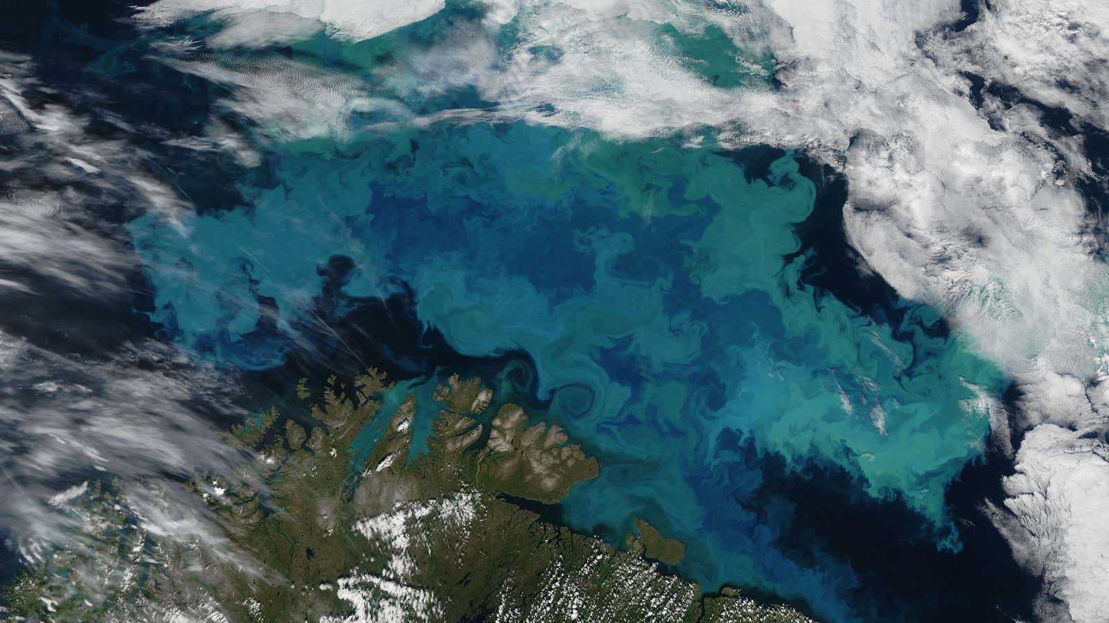 A phytoplankton bloom in the Barents Sea—not seeded by human intervention.