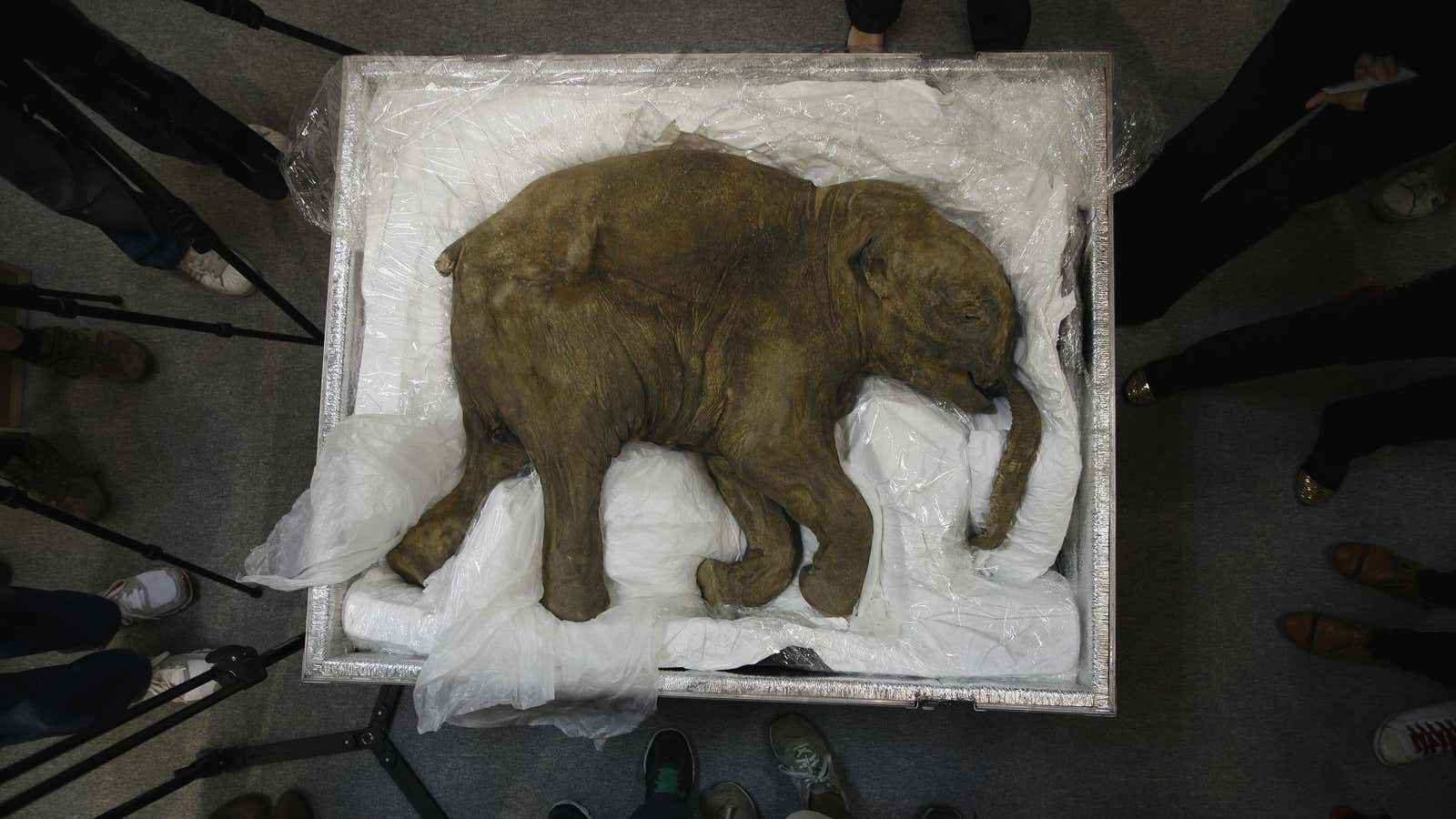 The carcass of a well-preserved baby mammoth.