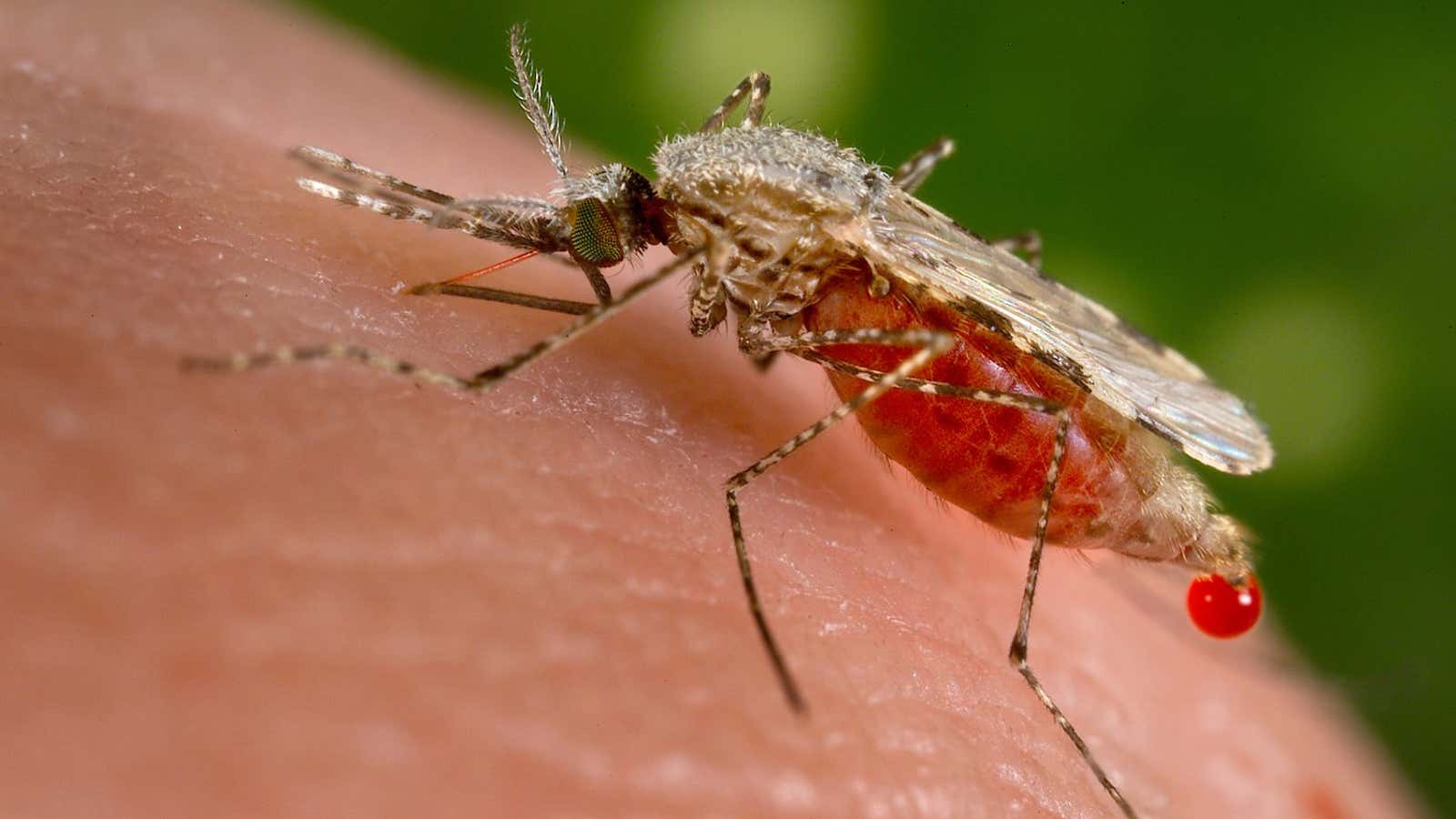An Anopheles stephensi mosquito obtains a blood meal from a human host.