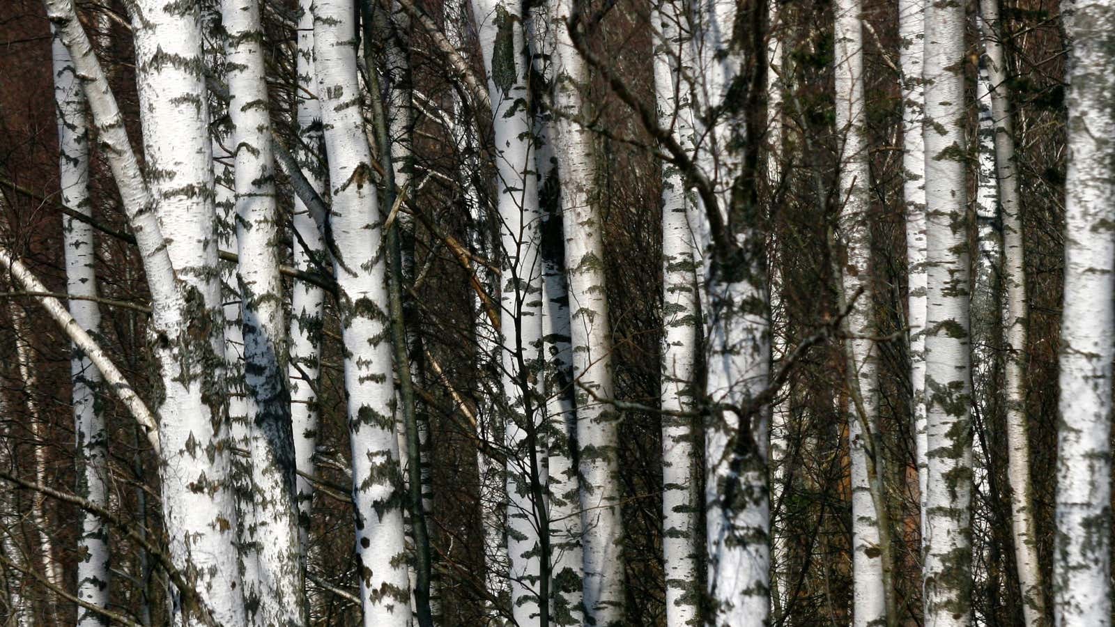 This birch grove would be an Anthropologie goldmine.