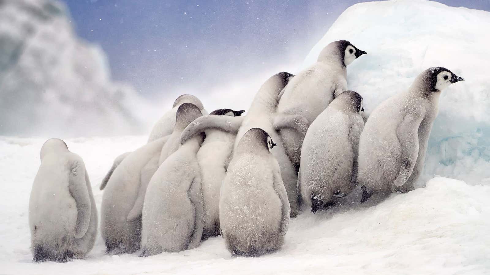 Penguin chicks in Antarctica.