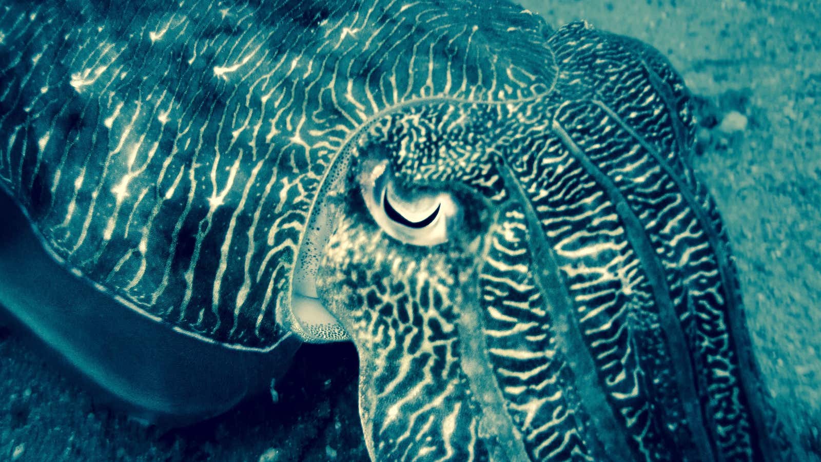 There are 100 species of cuttlefish, all of them wondrous.