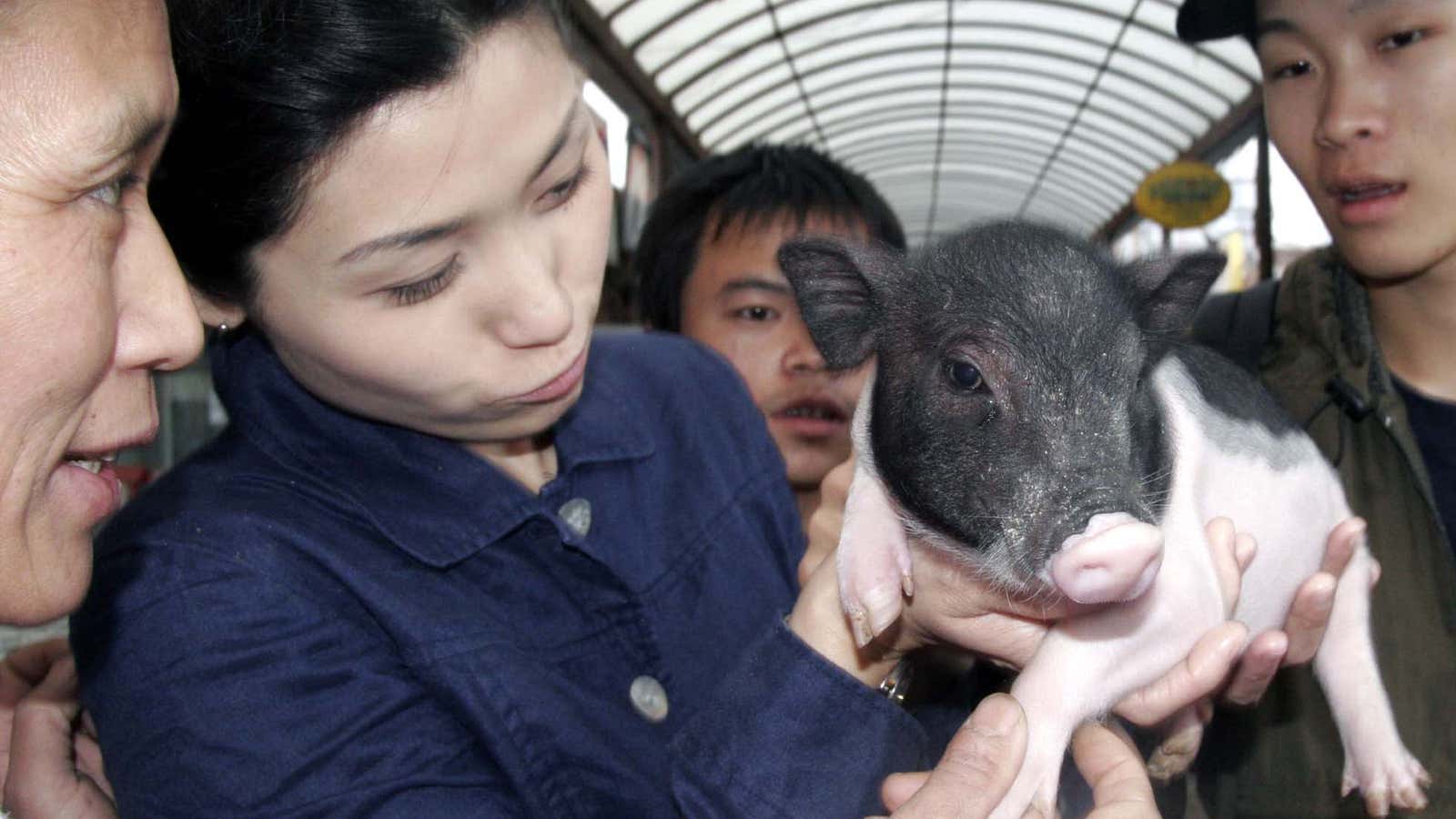 Now in stock: genetically altered chinese micropigs.