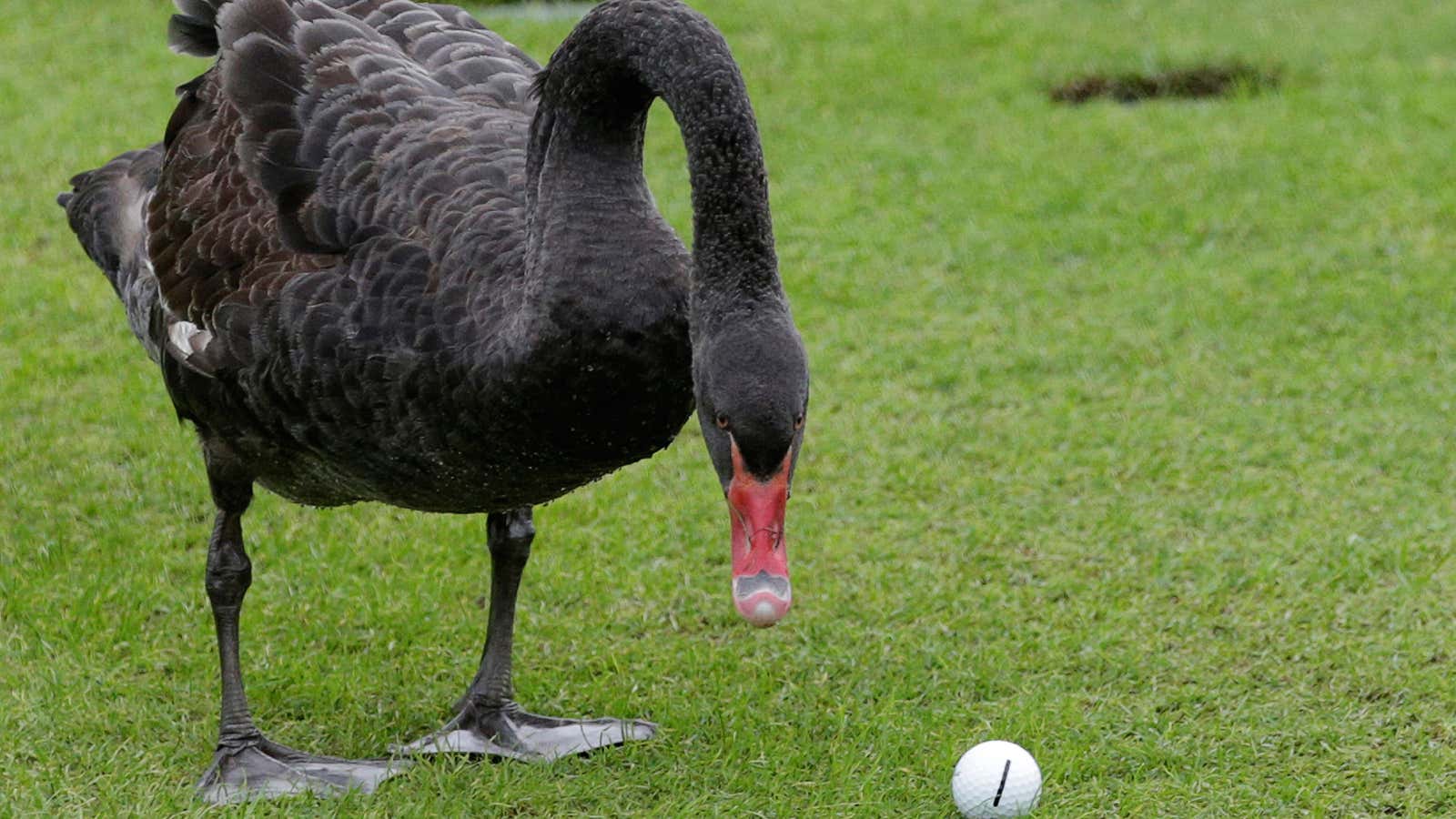 Swan song for a populist golf ball?