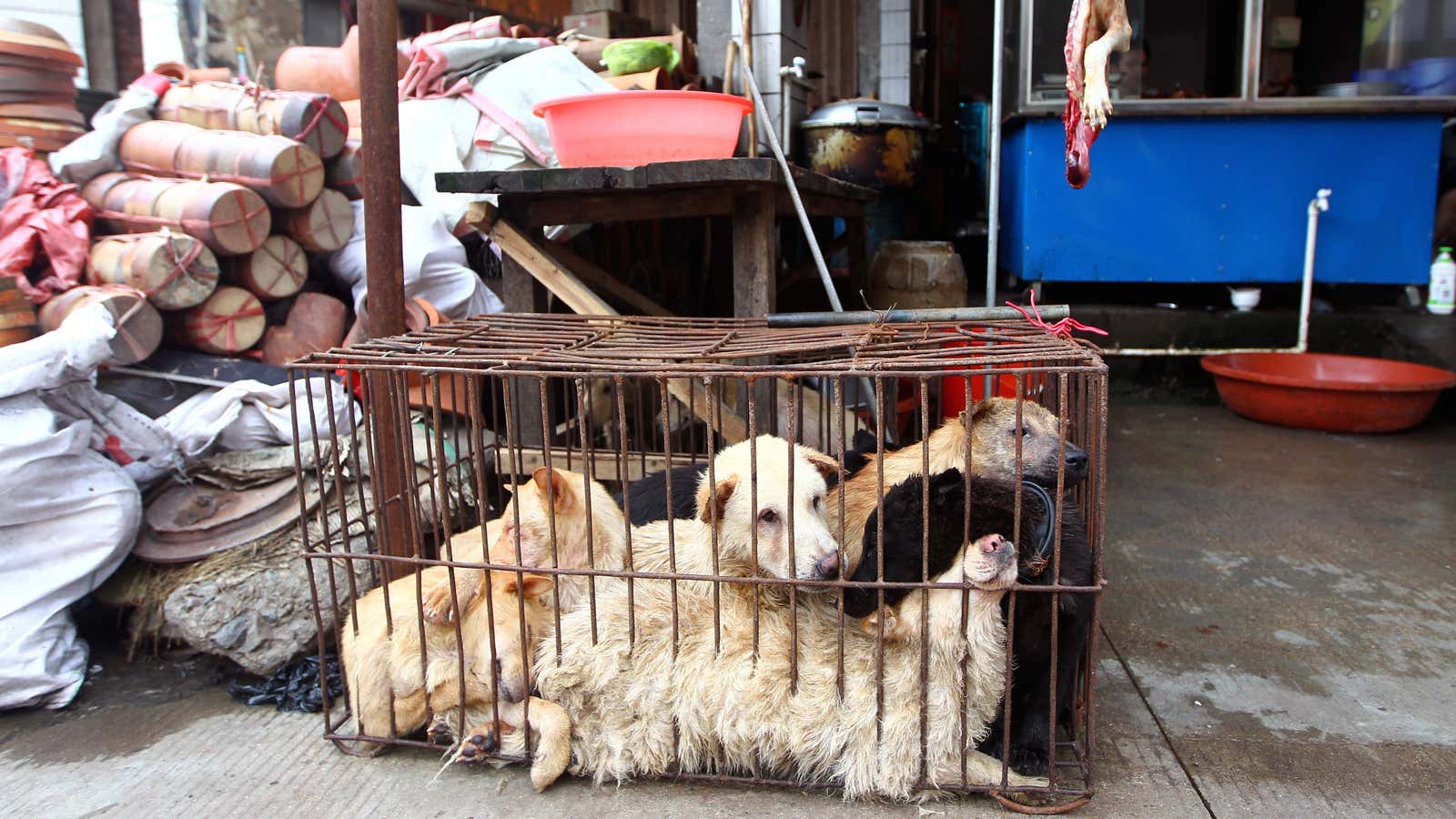 Dogs awaiting slaughter in Yulin in 2014.