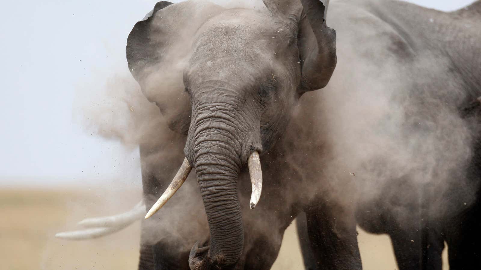 An average of 40 000 elephants are killed annually in Africa.