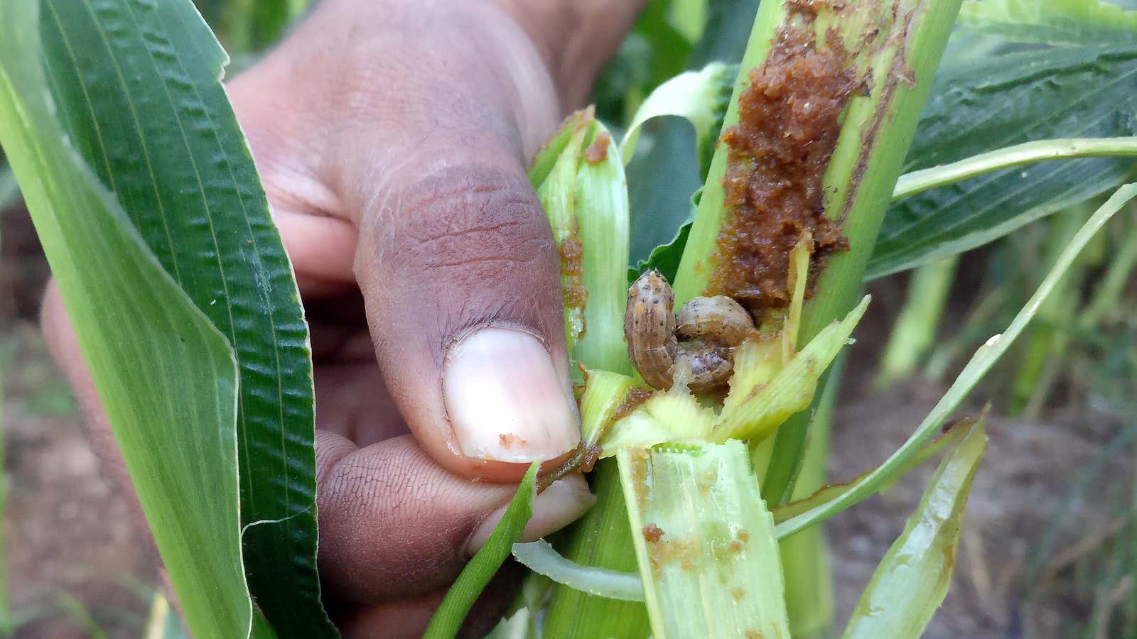 A farmer in India shows an armyworm-infested corn shoot.