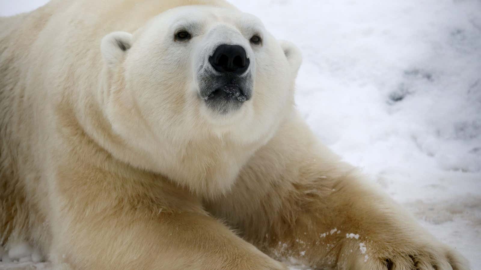 We shouldn’t need to see polar bears as sweet and cuddly in order to care about their welfare.